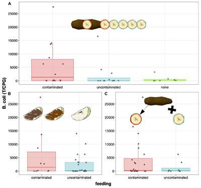 Avoidance of Contaminated Food Correlates With Low Protozoan Infection in Bonobos